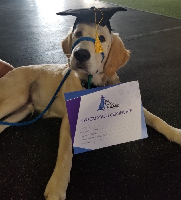 Cooper, a golden retriever puppy, wearing a black graduation cap and laying next to his puppy school diploma.